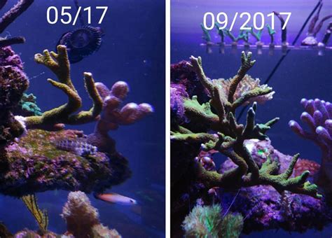 coral results checker.